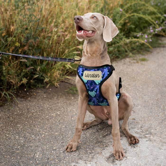 Personalizirani pasji oprsnica - Z imenom Personalizirani pasji oprsnica - Z imenom