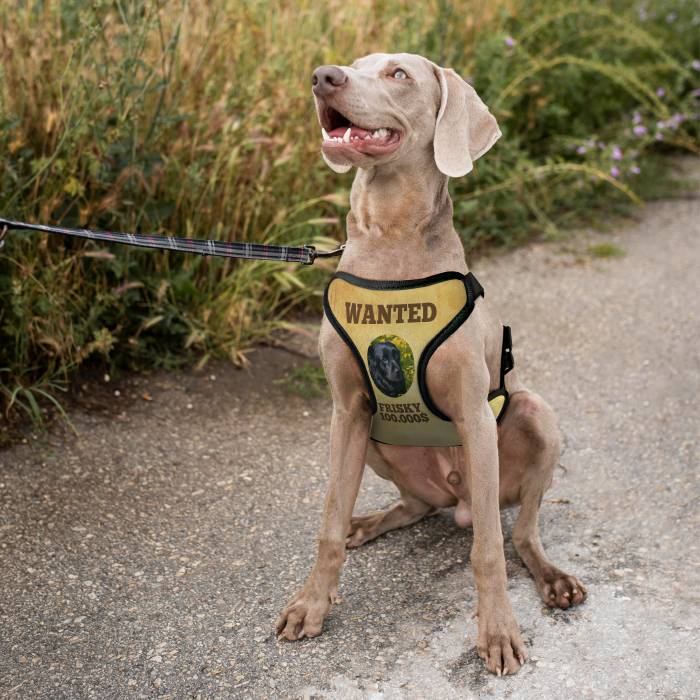 Personalizirani pasji oprsnica - Wanted Personalizirani pasji oprsnica - Wanted